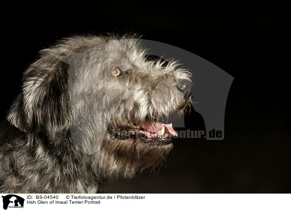 Irish Glen of Imaal Terrier Portrait / BS-04540