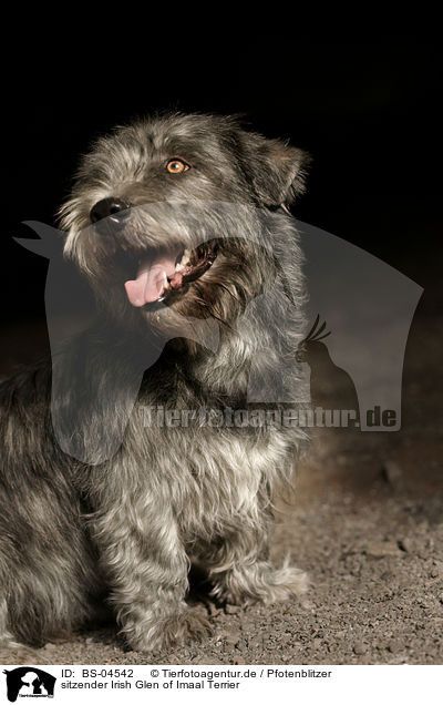 sitzender Irish Glen of Imaal Terrier / BS-04542