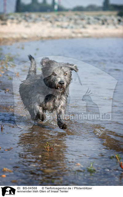 rennender Irish Glen of Imaal Terrier / BS-04568