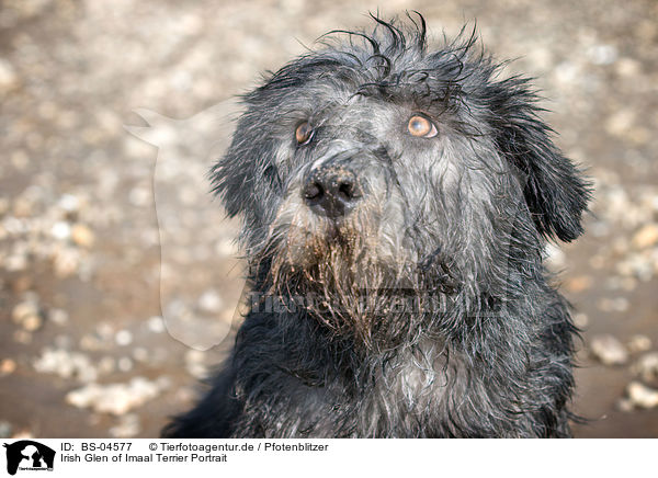 Irish Glen of Imaal Terrier Portrait / BS-04577