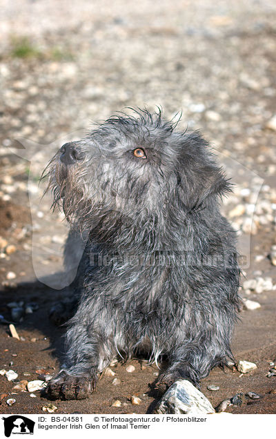liegender Irish Glen of Imaal Terrier / BS-04581
