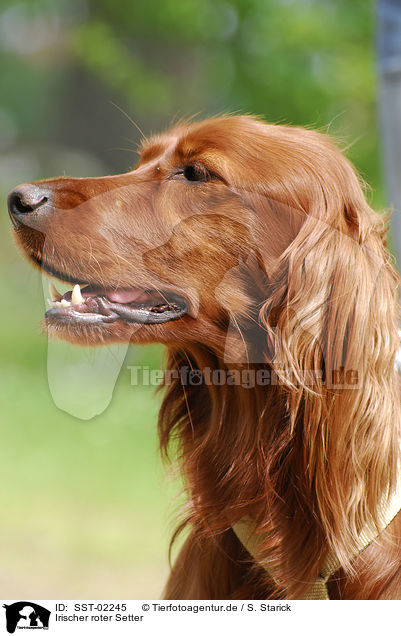 Irischer roter Setter / Irish Red Setter / SST-02245