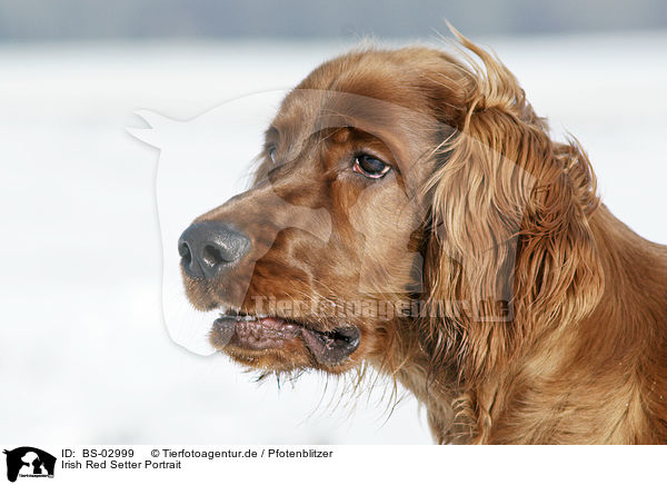 Irish Red Setter Portrait / Irish Red Setter Portrait / BS-02999