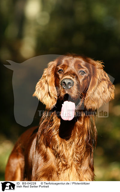 Irish Red Setter Portrait / Irish Red Setter Portrait / BS-04228