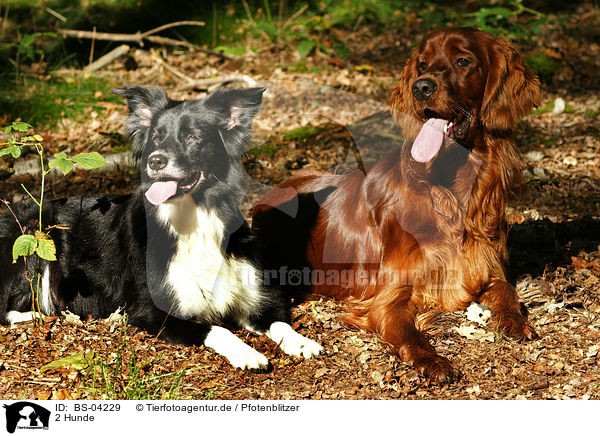 2 Hunde / 2 dogs / BS-04229