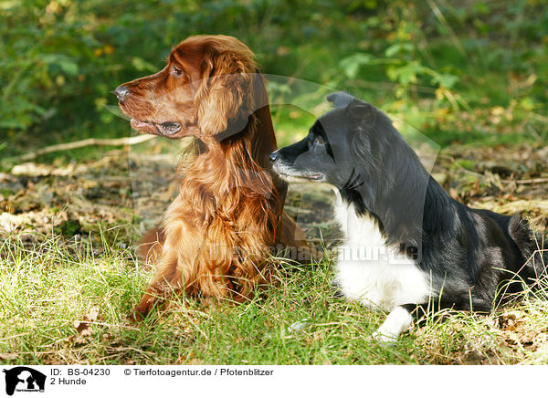 2 Hunde / 2 dogs / BS-04230