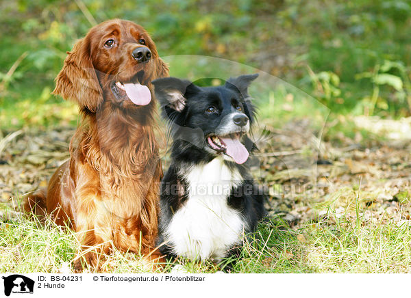 2 Hunde / 2 dogs / BS-04231
