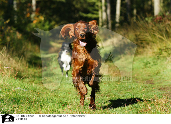 2 Hunde / 2 dogs / BS-04234