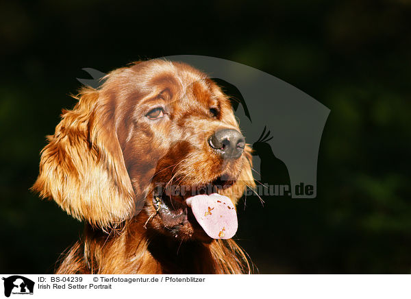 Irish Red Setter Portrait / Irish Red Setter Portrait / BS-04239