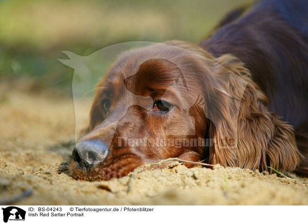 Irish Red Setter Portrait / Irish Red Setter Portrait / BS-04243