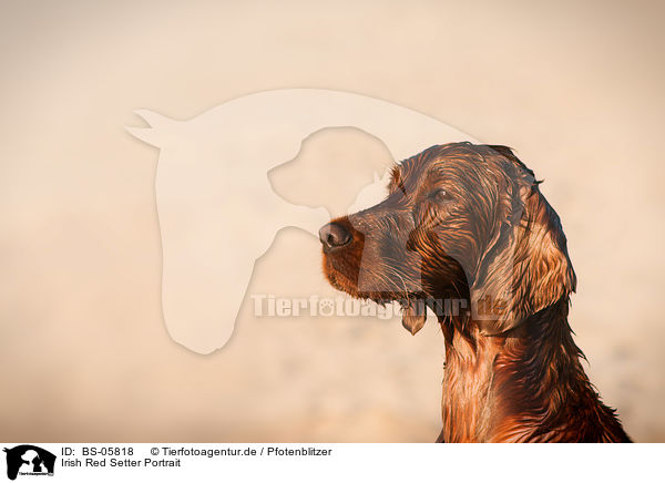 Irish Red Setter Portrait / Irish Red Setter Portrait / BS-05818