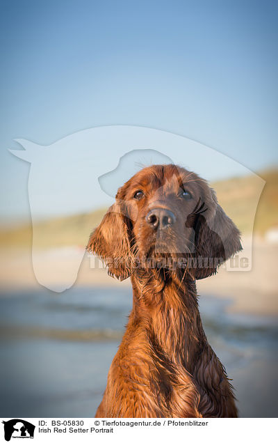 Irish Red Setter Portrait / Irish Red Setter Portrait / BS-05830