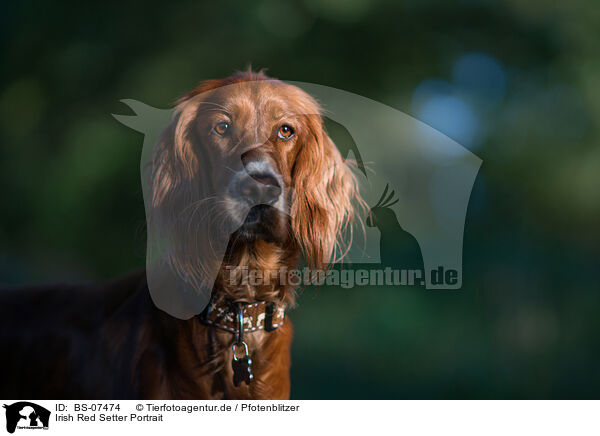 Irish Red Setter Portrait / Irish Red Setter Portrait / BS-07474