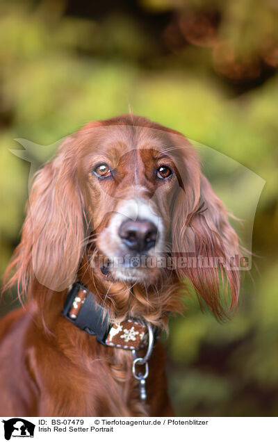 Irish Red Setter Portrait / Irish Red Setter Portrait / BS-07479
