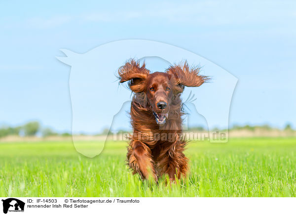 rennender Irish Red Setter / IF-14503