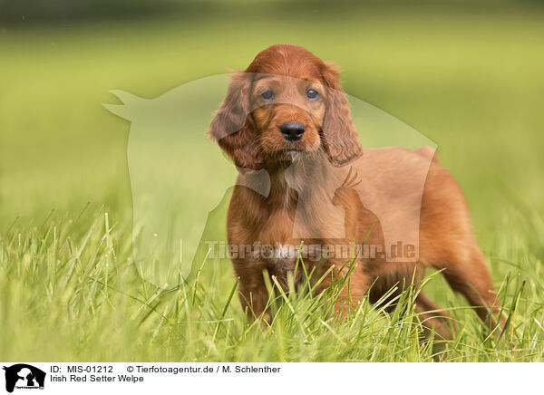 Irish Red Setter Welpe / Irish Red Setter Puppy / MIS-01212