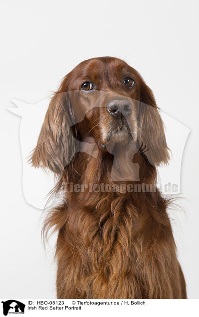 Irish Red Setter Portrait / Irish Red Setter Portrait / HBO-05123