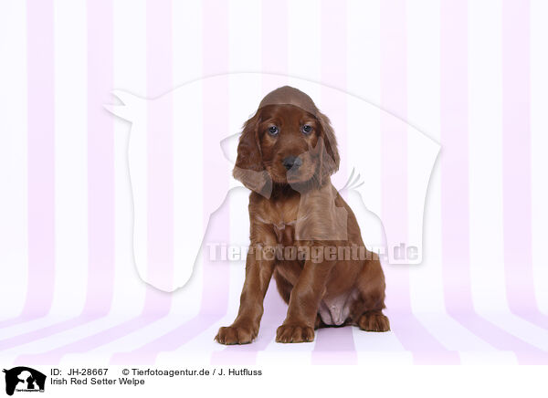 Irish Red Setter Welpe / JH-28667