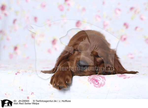 Irish Red Setter Welpe / JH-28684