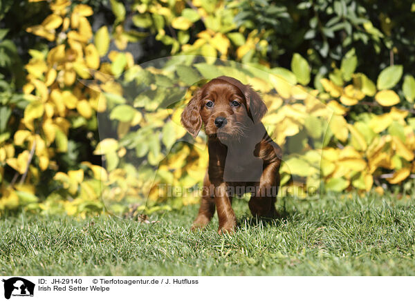 Irish Red Setter Welpe / Irish Red Setter Puppy / JH-29140