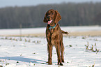 Irish Red Setter