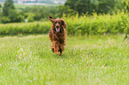 rennender Irish Red Setter