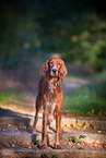 Irish Red Setter