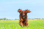 rennender Irish Red Setter