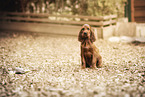 Irish Red Setter