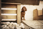 Irish Red Setter