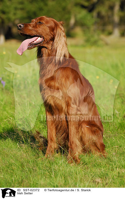 Irish Setter / Irish Setter / SST-02372