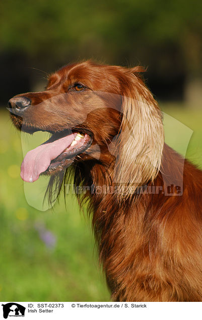 Irish Setter / Irish Setter / SST-02373