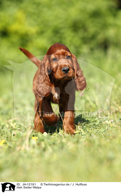 Irish Setter Welpe / Irish Setter Puppy / JH-12181