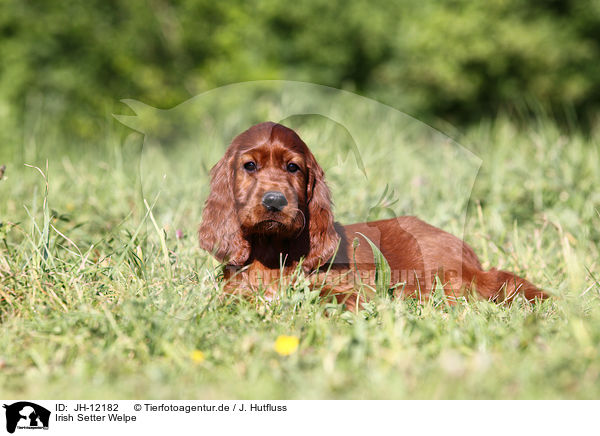 Irish Setter Welpe / Irish Setter Puppy / JH-12182