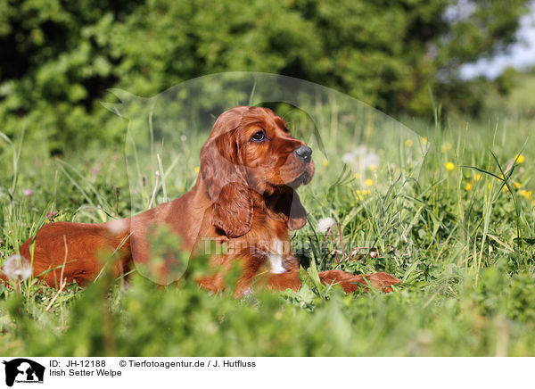 Irish Setter Welpe / Irish Setter Puppy / JH-12188