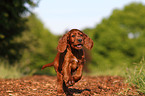 Irish Setter Welpe