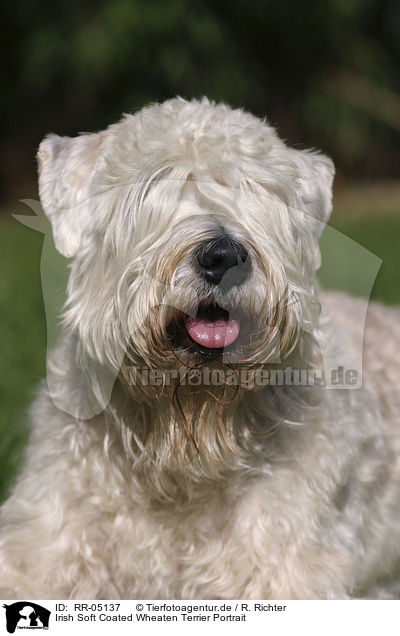 Irish Soft Coated Wheaten Terrier Portrait / Irish Soft Coated Wheaten Terrier Portrait / RR-05137