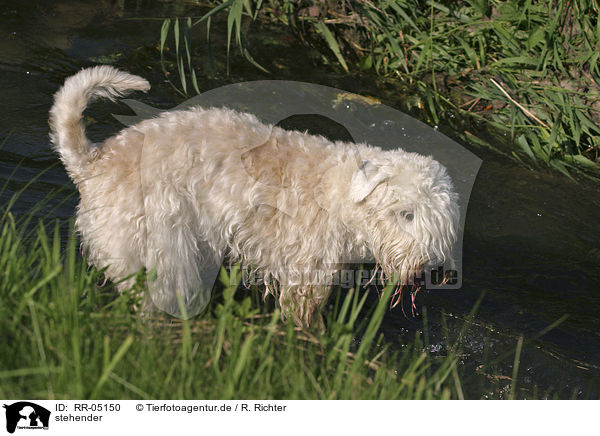 stehender / standing Irish Soft Coated Wheaten Terrier / RR-05150