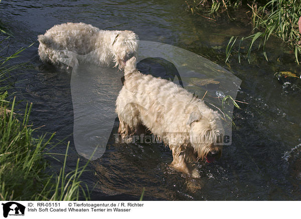 Irish Soft Coated Wheaten Terrier im Wasser / in the water / RR-05151