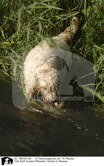 Irish Soft Coated Wheaten Terrier im Wasser / in the water / RR-05156