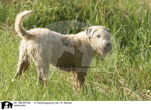 stehender / standing Irish Soft Coated Wheaten Terrier / RR-05159