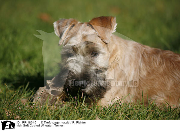 Irish Soft Coated Wheaten Terrier / Irish Soft Coated Wheaten Terrier / RR-18045