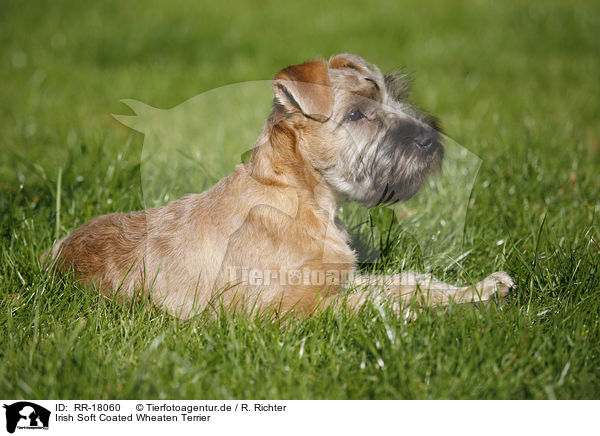 Irish Soft Coated Wheaten Terrier / RR-18060