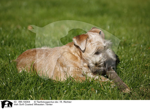 Irish Soft Coated Wheaten Terrier / Irish Soft Coated Wheaten Terrier / RR-18064