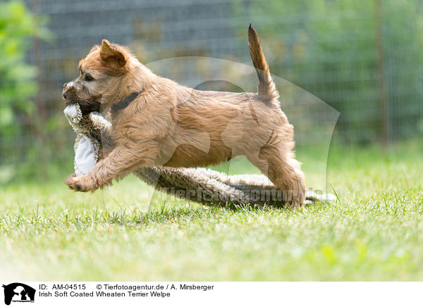 Irish Soft Coated Wheaten Terrier Welpe / AM-04515