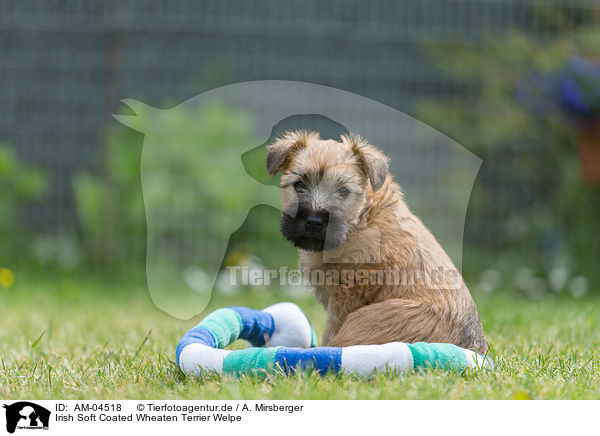 Irish Soft Coated Wheaten Terrier Welpe / Irish Soft Coated Wheaten Terrier Puppy / AM-04518