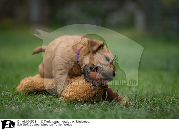 Irish Soft Coated Wheaten Terrier Welpe / Irish Soft Coated Wheaten Terrier Puppy / AM-04523
