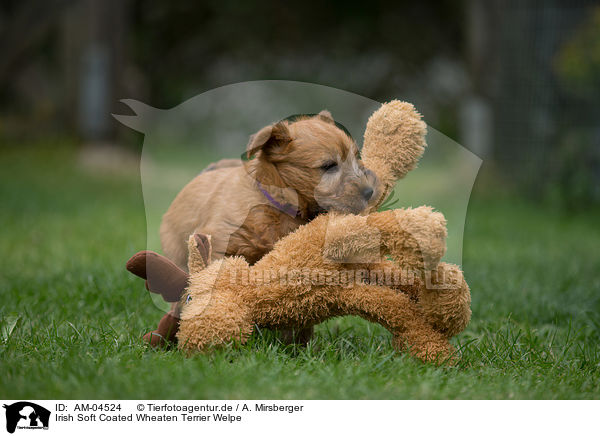 Irish Soft Coated Wheaten Terrier Welpe / Irish Soft Coated Wheaten Terrier Puppy / AM-04524