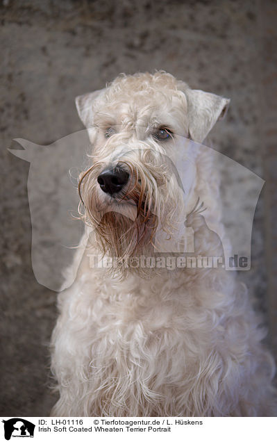 Irish Soft Coated Wheaten Terrier Portrait / Irish Soft Coated Wheaten Terrier Portrait / LH-01116