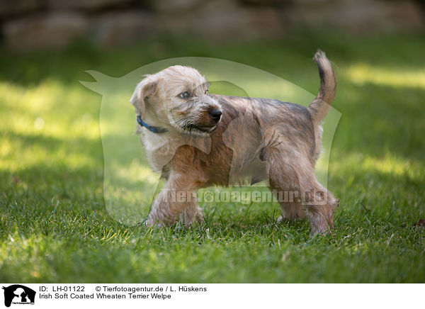 Irish Soft Coated Wheaten Terrier Welpe / Irish Soft Coated Wheaten Terrier Puppy / LH-01122